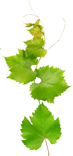 Organic Illustration